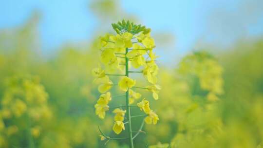 油菜花唯美意境春暖花开