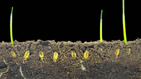 小麦种子破土生长延时视频素材模板下载