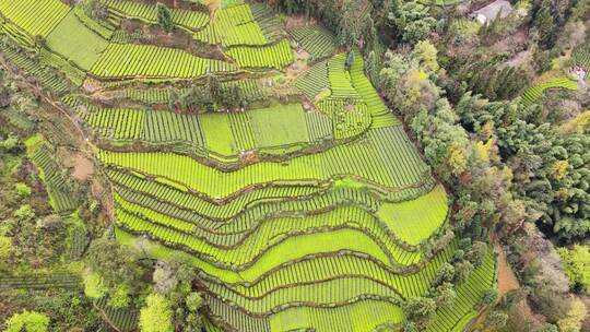 大山里的绿色茶园美景景色航拍