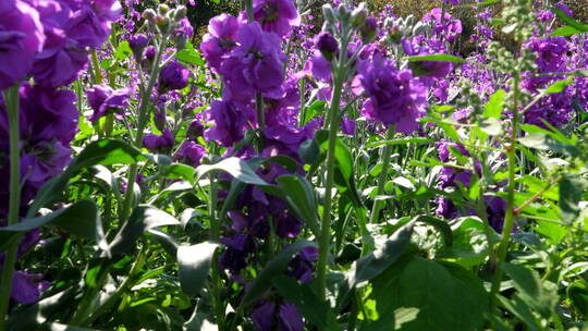 紫罗兰花柱花卉花朵植物绿化园林景观花草09