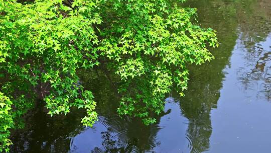 春天阳光水边绿色枫树枝叶倒影