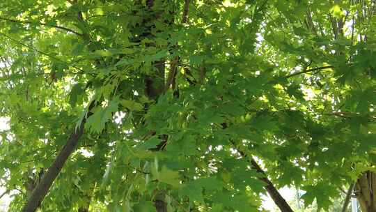 城市绿化夏日阳光树枝树叶植物鲜花实拍