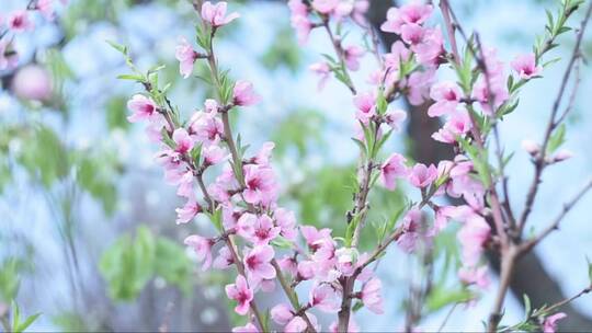 在风中盛开的粉色桃花