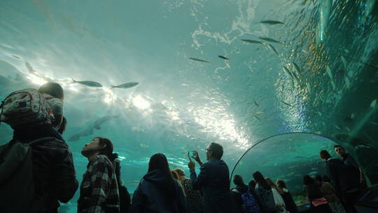水族馆隧道游客欣赏鲨鱼视频素材模板下载