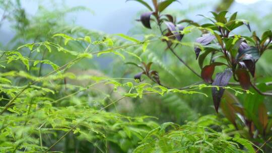 广东农村大山野草芒箕骨视频素材模板下载