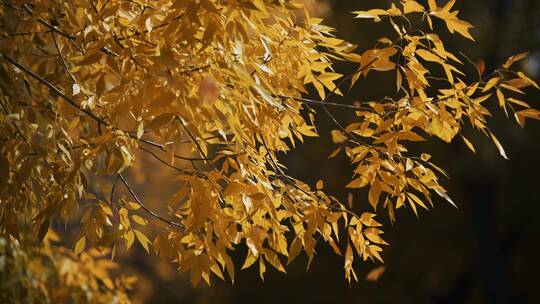 秋天 落叶 树叶飘落视频素材模板下载