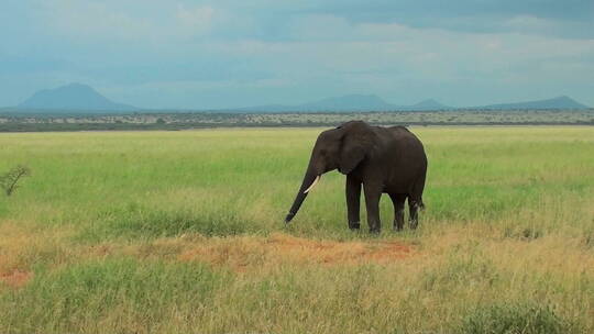 大象在草原上吃草视频素材模板下载