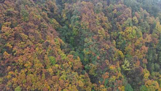 漫山红叶巴中光雾山附近