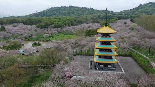 航拍武汉东湖樱园樱花春季东湖风景区