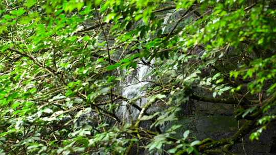 森林流水大自然小溪水瀑布山涧水源泉水山水