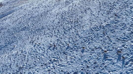 雪原山坡奔跑的狍子视频素材模板下载