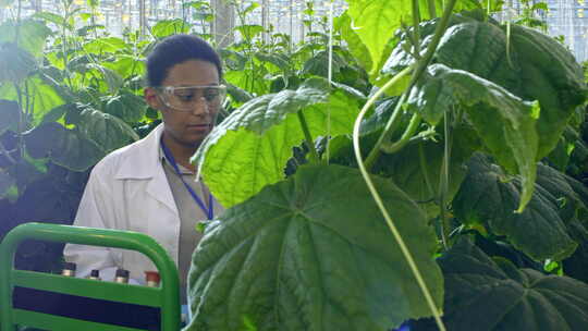 在温室工作的非洲农学家视频素材模板下载