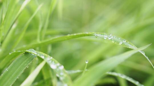 4k早晨雨后阳光下小草上的露水