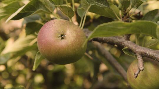 苹果树上苹果的特写镜头