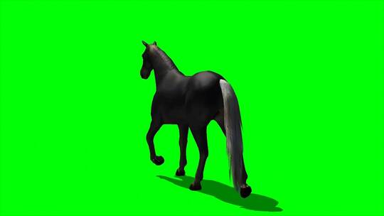 绿幕-动物-马走路视频素材模板下载