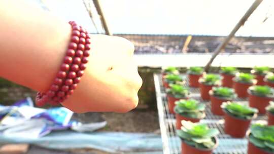 甘蓝 羽衣甘蓝 圆叶甘蓝 绿色甘蓝 观赏甘蓝