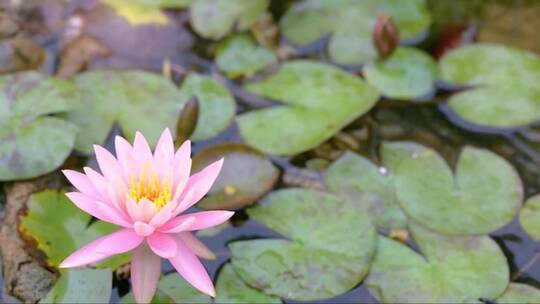 池塘里小雨中的粉色睡莲