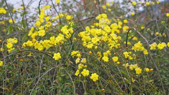 早春迎春花清明花小黄花花簇花瓣花蕊花朵