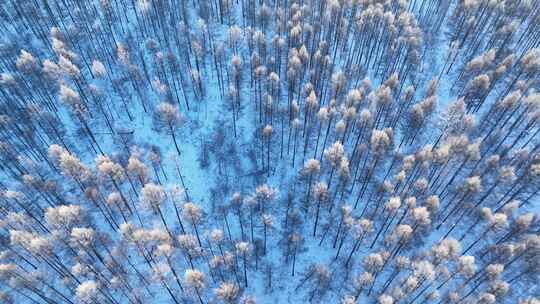 鸟瞰林海雪原阳光雪林