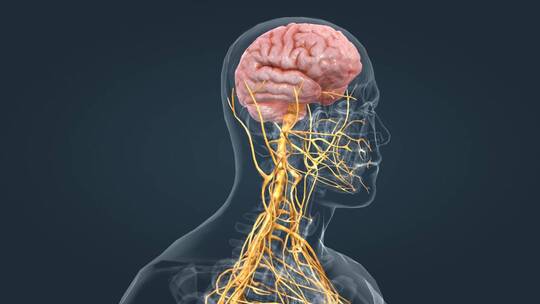 医学人体器官大脑神经系统全息特效三维动画