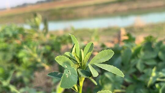 决明子药草植物