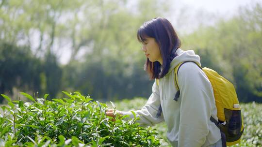 春天年轻都市女孩郊游走路穿过清新茶园