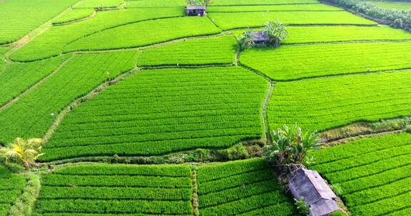 美丽的乡村水稻种植田