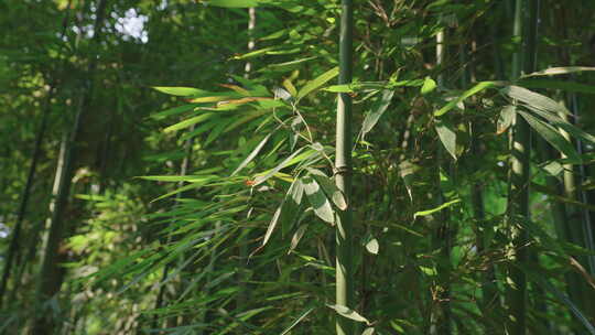 杜甫草堂植物景观