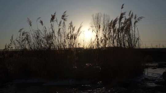 芦苇 风景 风光 草 湿地 夕阳 阳光