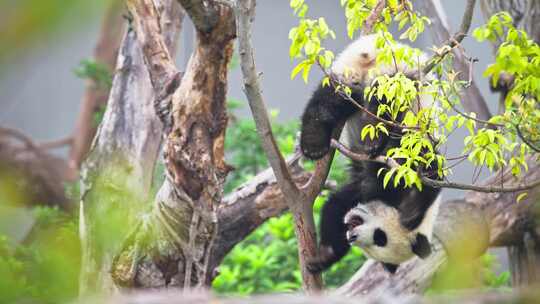 倒挂树上玩耍的可爱国宝大熊猫宝宝幼崽