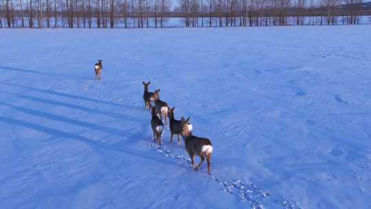 呼伦贝尔野生动物雪地狍子