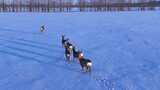 呼伦贝尔野生动物雪地狍子高清在线视频素材下载