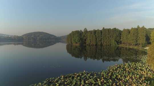 武汉东湖航拍东湖水面绿色植被