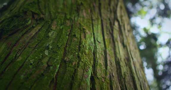 【正版素材】大自然树干特写绿色苔藓