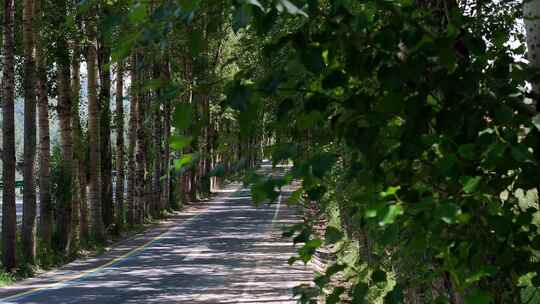 扎碾公路 环山公路 自驾游