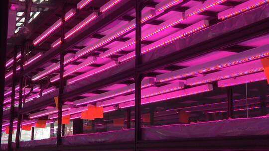 植物工厂 智能植物工厂 智能LED植物工厂