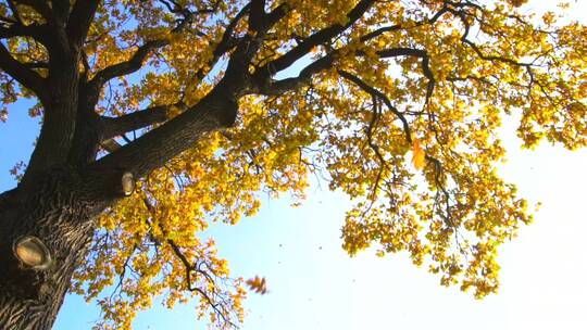 叶子从巨大的橡树上以慢动作落下