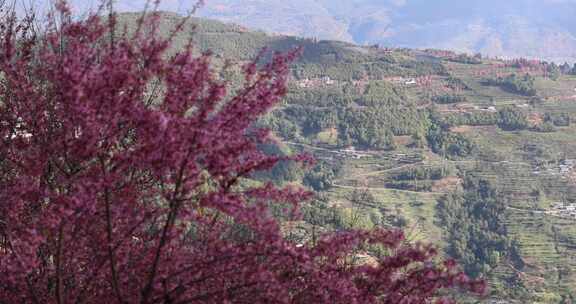 云南樱花和哀牢山脉大山梯田