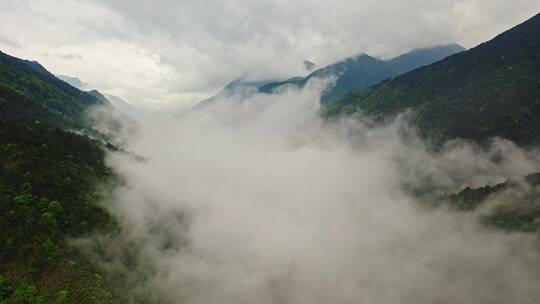 森林公园山脉峡谷从云海里下降