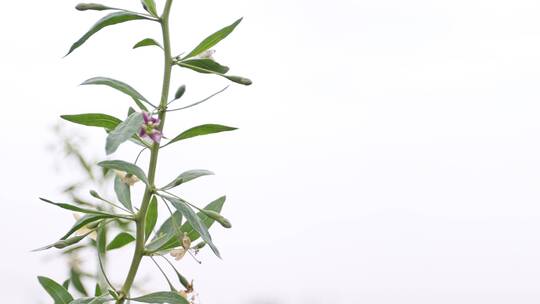 枸杞花枝