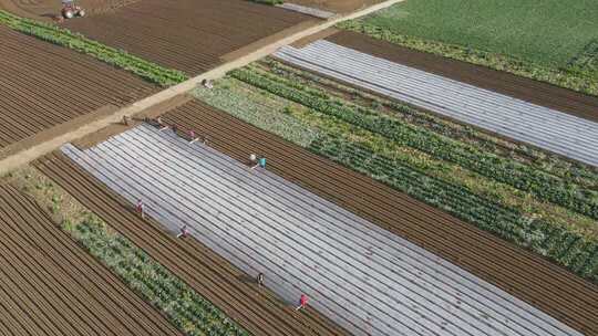 千亩萝卜覆膜延时