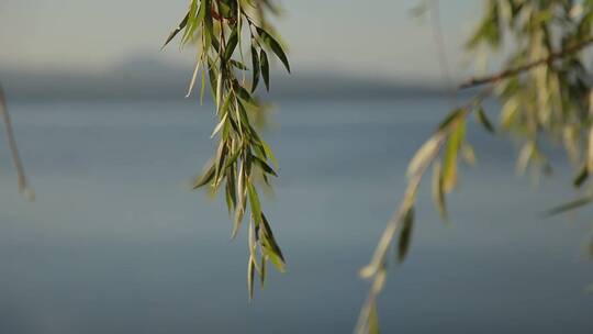 湖水边摇曳的柳树枝实拍