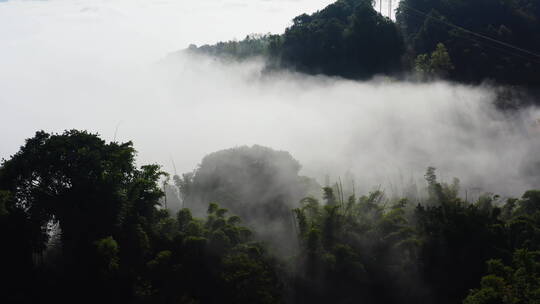 清晨云雾中的竹林