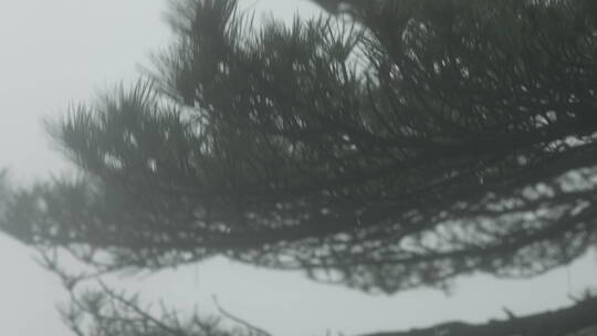 旅游景区 安徽黄山  大风中摇动的松枝视频素材模板下载