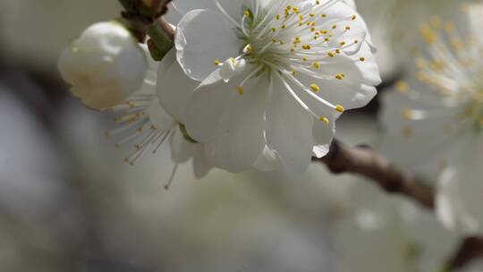 【镜头合集】白色花朵花瓣桃花梅花