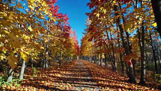 秋日林间铺满落叶的小路