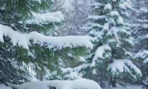 冬天下雪唯美雪天雪松雪挂树枝 (3)