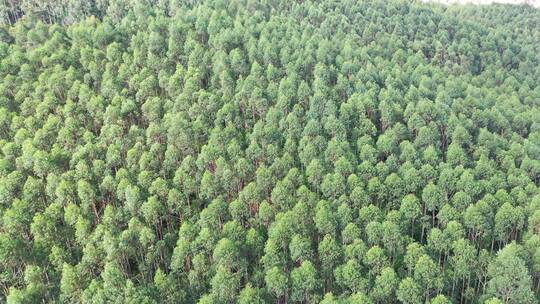 树林航拍森林自然环境绿色林地山林桉树松树