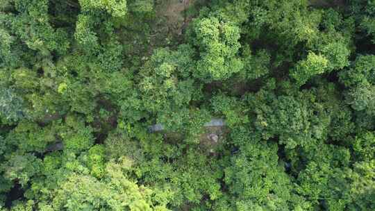 广东东莞：游客在树木掩映的登山步道中行走