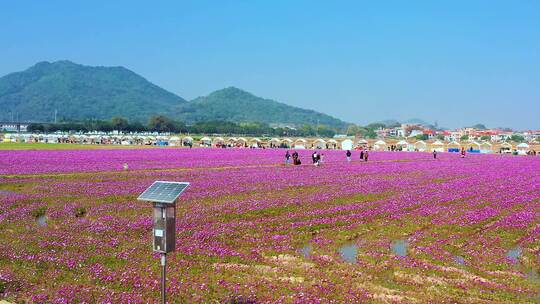 中山市南朗格桑花开三